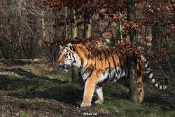 zoo-wuppertal-tiger-04-020