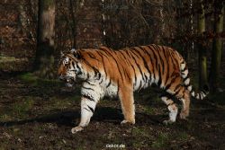 zoo-wuppertal-tiger-04-021