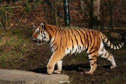 zoo-wuppertal-tiger-04-022