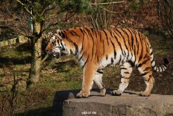 zoo-wuppertal-tiger-04-023