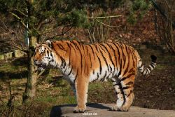 zoo-wuppertal-tiger-04-024