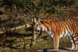 zoo-wuppertal-tiger-04-025
