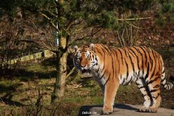 zoo-wuppertal-tiger-04-026