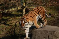 zoo-wuppertal-tiger-04-027