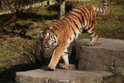 zoo-wuppertal-tiger-04-028