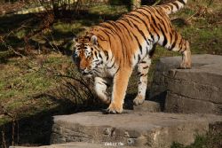 zoo-wuppertal-tiger-04-029