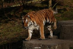 zoo-wuppertal-tiger-04-030