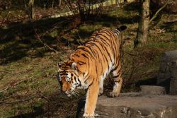 zoo-wuppertal-tiger-04-032