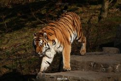zoo-wuppertal-tiger-04-033
