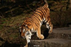 zoo-wuppertal-tiger-04-034