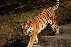 zoo-wuppertal-tiger-04-035
