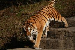 zoo-wuppertal-tiger-04-036