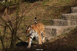 zoo-wuppertal-tiger-04-037