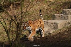 zoo-wuppertal-tiger-04-038