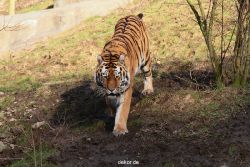 zoo-wuppertal-tiger-04-039
