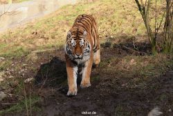 zoo-wuppertal-tiger-04-040