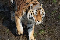 zoo-wuppertal-tiger-04-042