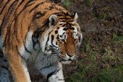 zoo-wuppertal-tiger-04-043