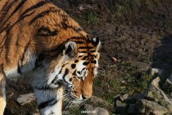 zoo-wuppertal-tiger-04-044