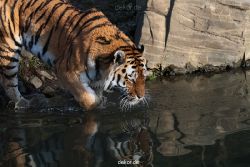 zoo-wuppertal-tiger-04-045