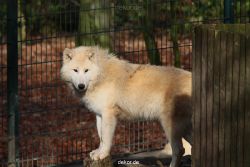 zoo-wuppertal-woelfe-01-001