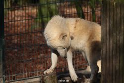 zoo-wuppertal-woelfe-01-002