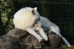 zoo-wuppertal-woelfe-01-003