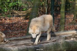 zoo-wuppertal-woelfe-01-004