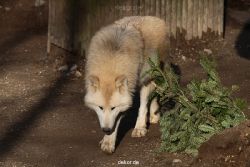 zoo-wuppertal-woelfe-01-005