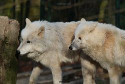 zoo-wuppertal-woelfe-01-007