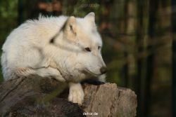 zoo-wuppertal-woelfe-01-008