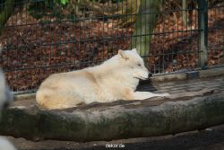 zoo-wuppertal-woelfe-01-009