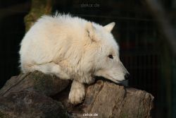 zoo-wuppertal-woelfe-01-010