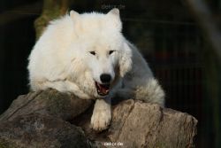 zoo-wuppertal-woelfe-01-011