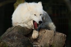 zoo-wuppertal-woelfe-01-012