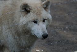 zoo-wuppertal-woelfe-01-013