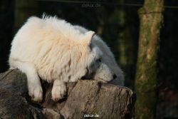 zoo-wuppertal-woelfe-01-014
