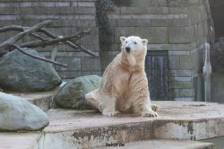 zoo-wuppertal-eisbaeren-001