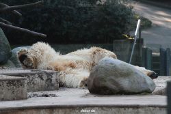 zoo-wuppertal-eisbaeren-002