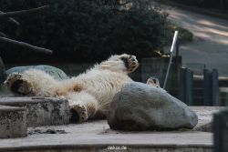 zoo-wuppertal-eisbaeren-003