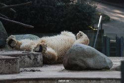 zoo-wuppertal-eisbaeren-004