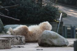 zoo-wuppertal-eisbaeren-005