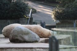 zoo-wuppertal-eisbaeren-006