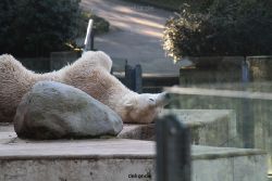 zoo-wuppertal-eisbaeren-007