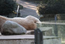 zoo-wuppertal-eisbaeren-008