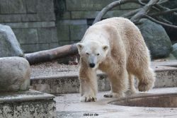 zoo-wuppertal-eisbaeren-009