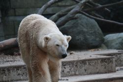 zoo-wuppertal-eisbaeren-010