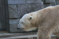 zoo-wuppertal-eisbaeren-011