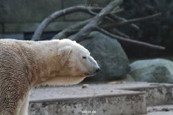 zoo-wuppertal-eisbaeren-012