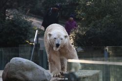 zoo-wuppertal-eisbaeren-013